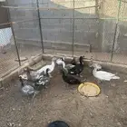 بط (بح)
