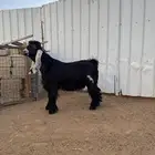 تيس عارضي فاخر