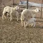 رخال خلفات جذعه وثنيه