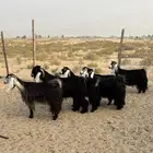 معزا عوارض صنف