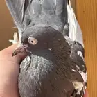 جوزيين رام بيور