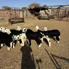 خرفان