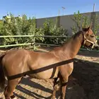 مهر