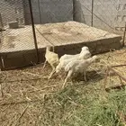 للبيع اربع رخيل تربيه