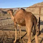 بكره حمرا ثنيه على ضراب مشروطه