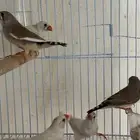 زوجين زيبرا وذكر( تم البيع )
