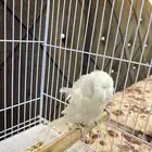 ذكر بادجي هوقو تم البيع