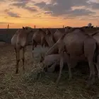 قعدان بحري اعمار صغيره
