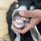 عنز والد للبيع