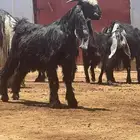 تيس عارضي صنف خصمم