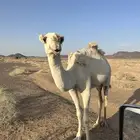 بكره حقه