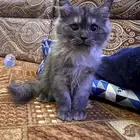 قط للتبني