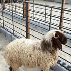 جذعان نعيمي بلدي