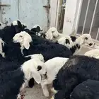 بهم تربيه نجد