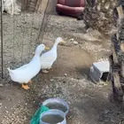 بط بكيني