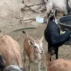 تيس هجين