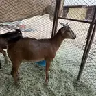 تيوس مخاصي
