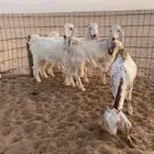 جفار
