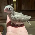 فروخ كروان هولندي