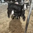 عنز ثنيه معها تيس تم البيع