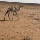 قعود تربيه