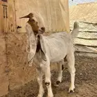 تيس هولندي