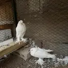 جوز حمام نفاخ ابيض للبيع