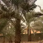 نخله واحده فقط هلاليه طيبه بالحيل