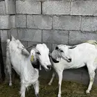 معزا