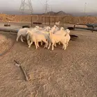 حري للبيع ذبايح طليان يوجد صلخ وتوصيل الى باب البيت