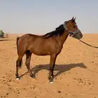 مهر بأوراق