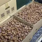 للبيع تمر خلاص