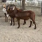 للبيع سواكن تيلاد