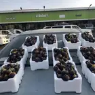 تين طازج من المزرعه الان بالسوق