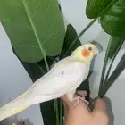 كروان لاتينو نهاية غر