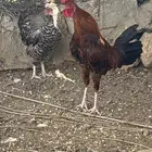 دجاج