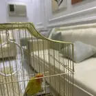 روز لبيع
