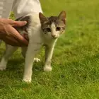 4 قطط صغيرة للتبني