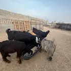 تيوس عريضيات حريات