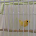 كناريات للبيع