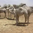 الجله