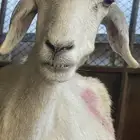 نعجبه تحتها طلي السن اتوقع سدس