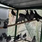 دحول نشاط ونضيف