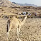قعود فل شحم