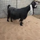 عرض بيع عنز عارضيه فاخره دافع