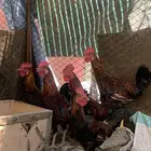 ديوك بلدي أصيل