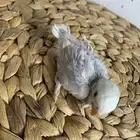 4 فروخ روز ( تم البيع )