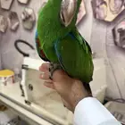 فرخ اكلكتوس الجنس ذكر ( تم البيع )