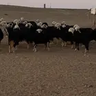 غنم نجد