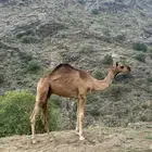 قعود للبيع العمر سنه و 5 اشهر